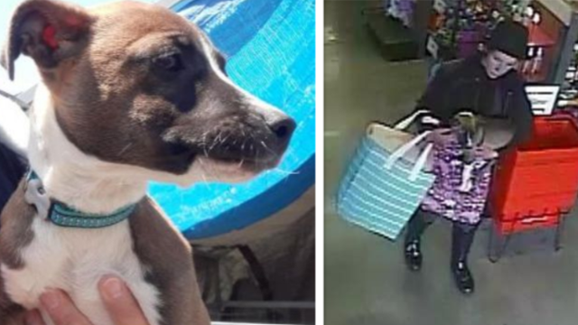 Search under way for puppy stolen at pet adoption event in Lafayette
