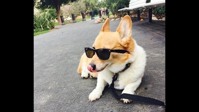 California's First Dog, Sutter, dies