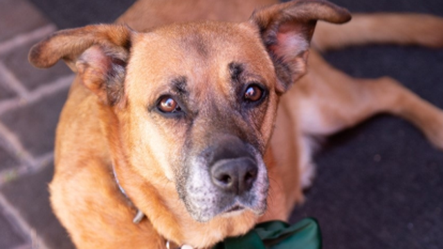 Search for missing dog in Oakland results in 'amazing reaction' from community