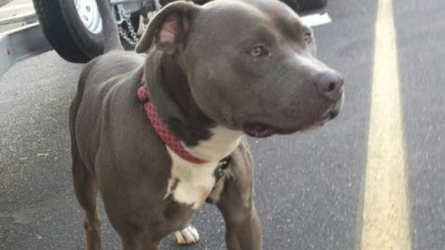 Dog missing from Texas since May floods found in California