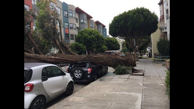 Tree topples, totals parked Toyota in San Francisco