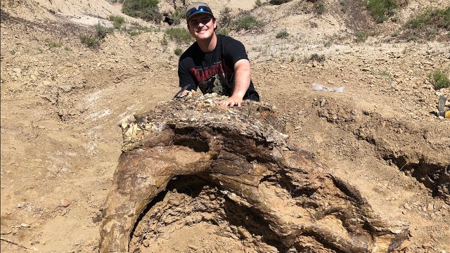 College student unearths 65-million-year-old Triceratops skull