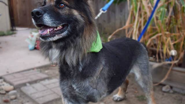 German Shepherd shot and left for dead needs loving home