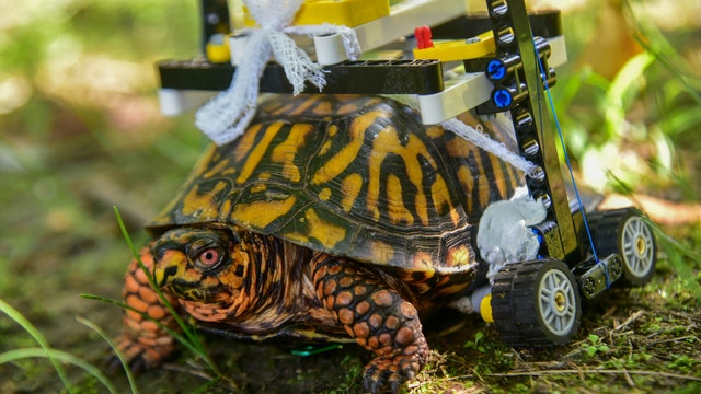 LEGO wheelchair built for injured turtle at Maryland Zoo