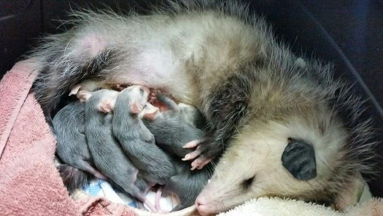 Baby opossum returns to WildCare with pouch full of babies