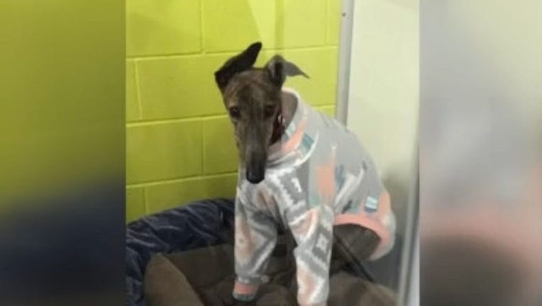 56ca9f8c-500_Greyhounds_rescued_from_Macau_China__0_20181224205859-407693