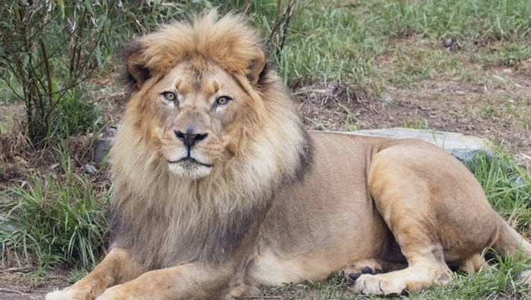 16-YO patriarch lion passes away, SF Zoo mourns