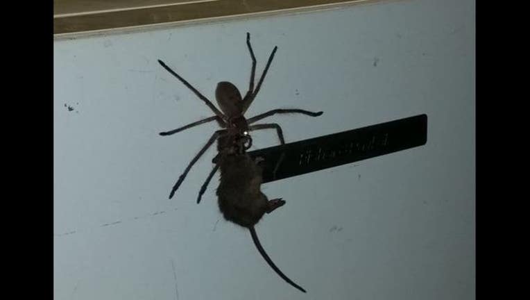 403829ca-Australian spider pulling dead mouse up refrigerator-407068.JPG