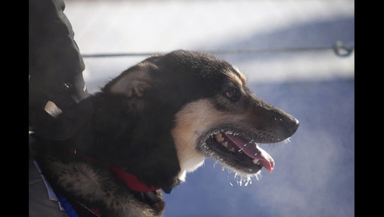 9f12b700-Iditarod Trail Sled Dog Race_1488861910810