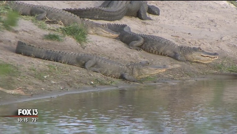 e5cbdbd9-Alligators_gather_at_Myakka_River_State__0_20170308033258-401385-401385