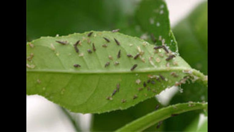 1595eedb-Asian Citrus Psyllid_1451334480981.jpg
