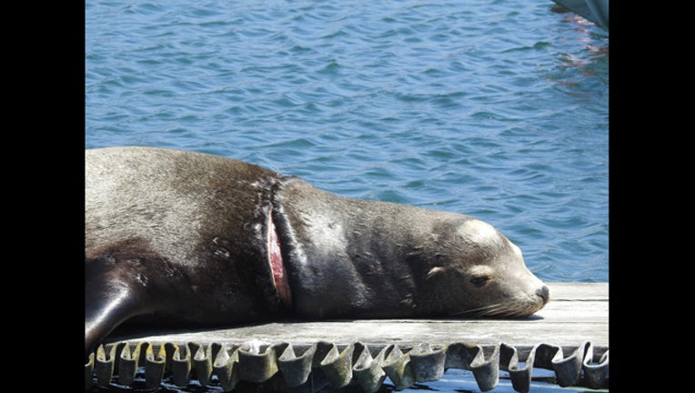 42209f41-B. CSL_B-Dock_Entanglement_Credit Phil Warren © The Marine Mammal Center_1500665495850.jpg