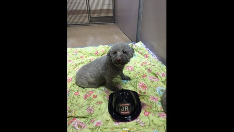 6b88df85-Bichon_1447445554045.jpg