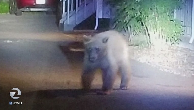a8a3f975-Black_bear_seen_wandering_downtown_Heald_0_20180519055638