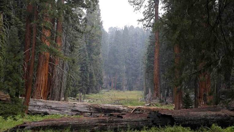 California-Drought-Sequoias_1443070207734.jpg