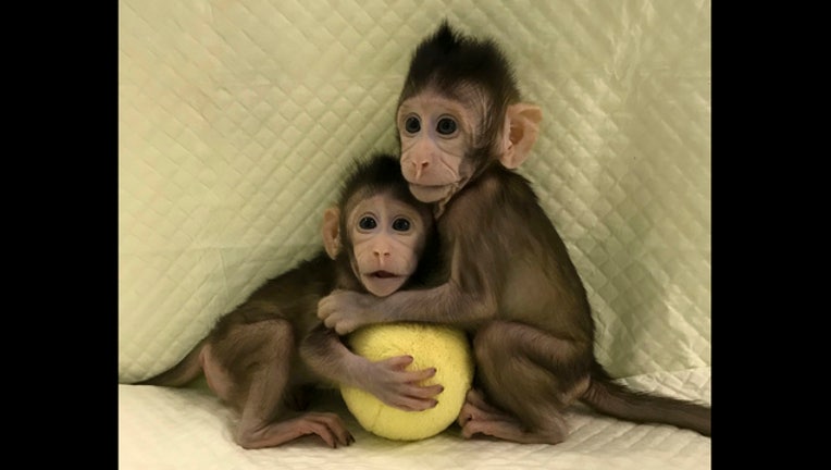 14484087-China Cloned Monkeys_1516823556077