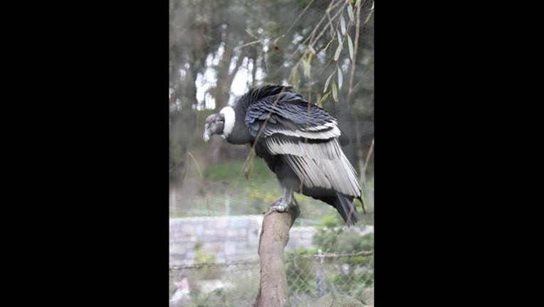 c83491e6-Condor_1455772602611.JPG