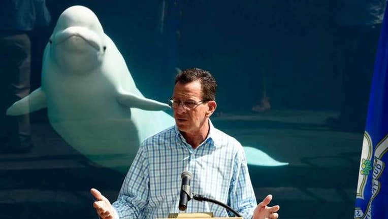 68afd881-Connecticut-Gov-beluga_1441250302207.jpg