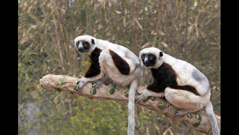 Coquerel's sifaka by Marianne Hale_1471977871186.jpg