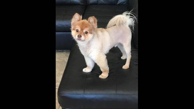 796315cf-DEAD DOG ON DELTA_1528042034263.JPG-65880.jpg