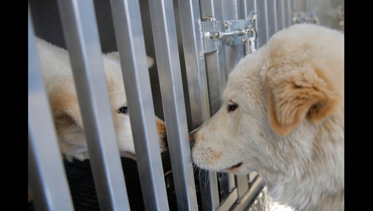 ee3de238-Dogs Rescued from South Korea Dog Meat Farm by HSI Arrive in the U.S._1492021540939