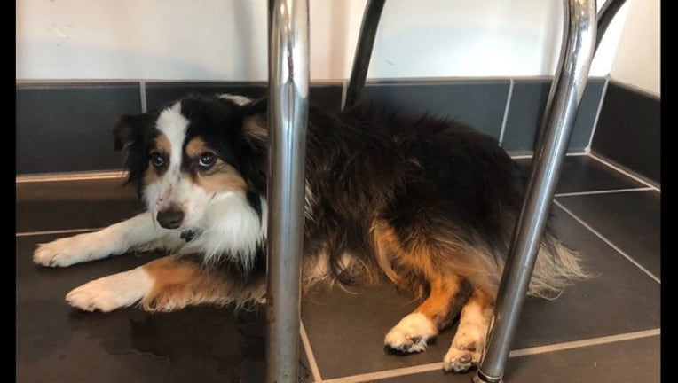 6857eb0f-KTVU_DOG RESCUED_102618
