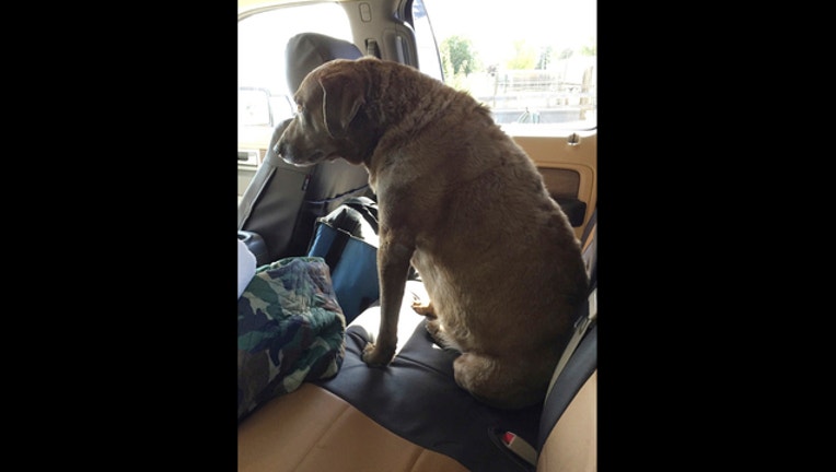 f79d2574-Dog Survives Winter_1499792294234