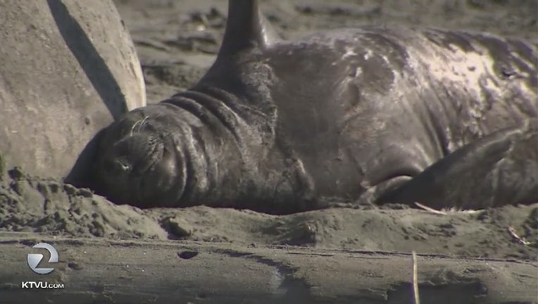 0edd4da0-Elephant_seals_take_over_beach_0_20190131024053