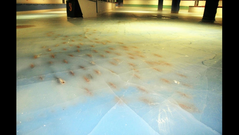 8fe38309-5000 frozen dead fish under the ice rink in Japan_1480364965499