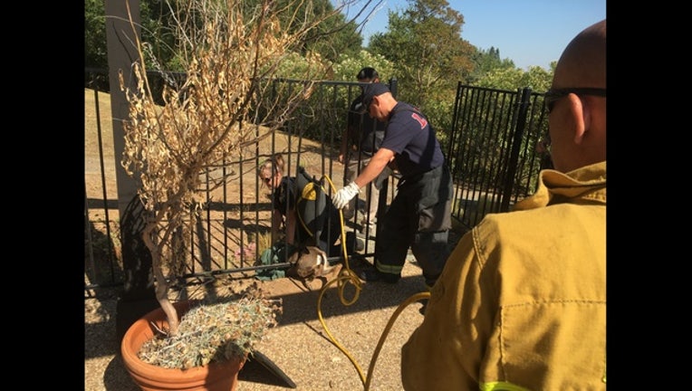 39e47d0c-FawnRescue_1471105768951.JPG