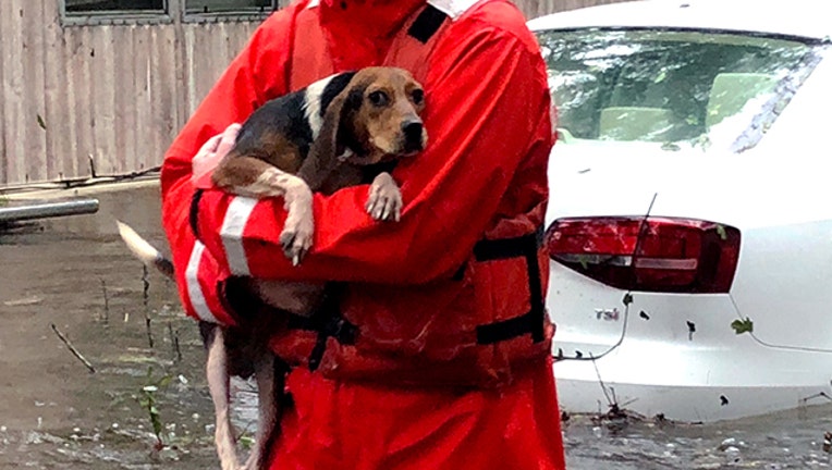 ba0c68b3-GETTY Pets Florence 092018_1537469506071.jpg-403440.jpg