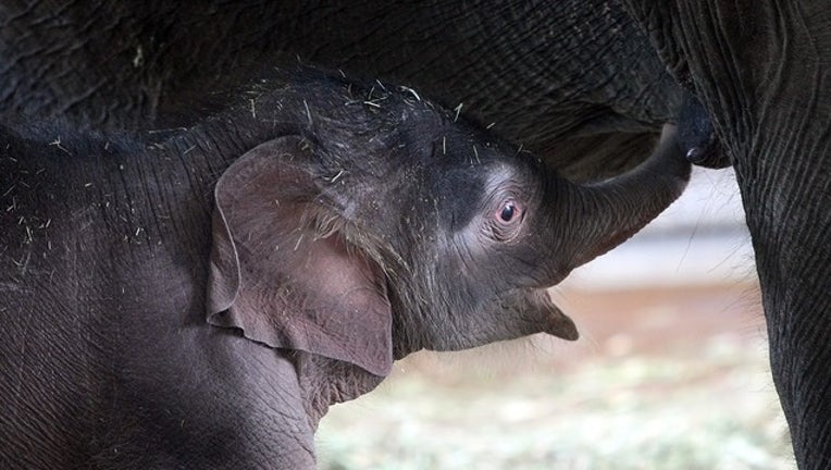 24580a78-GETTY baby elephant_1553861674598.png-402429.jpg