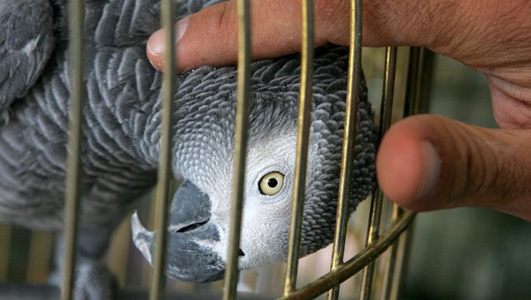 40b7ce2f-GETTY_african grey parrot_121618_1544991022713.png-402429.jpg