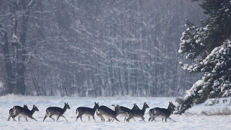 fe3fb7c7-GETTY_frozen deer_012019_1548002308491.png-402429.jpg