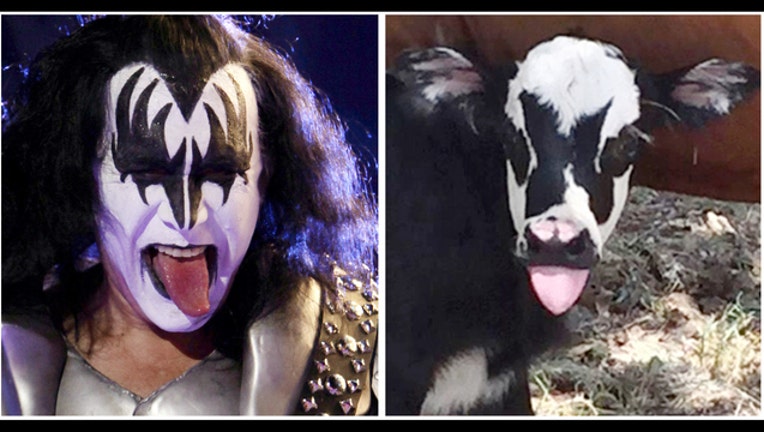 b53710f8-ODD Calf Gene Simmons_1501618322155