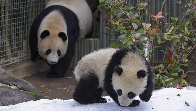 faaaa392-56005486ZOO001_Panda_1553548688493-407068