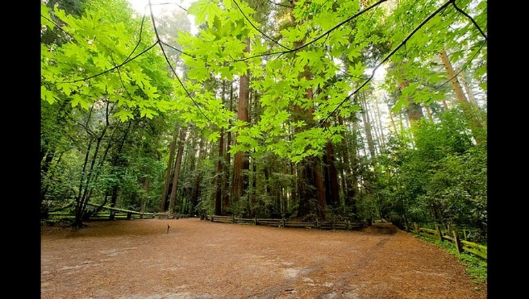 4a85066a-HenryCowellRedwoods _1509546183127.JPG