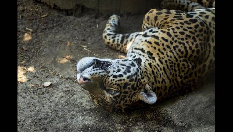 dc6bb0c5-JaguarKianto06_13_18_1528928525744.jpg