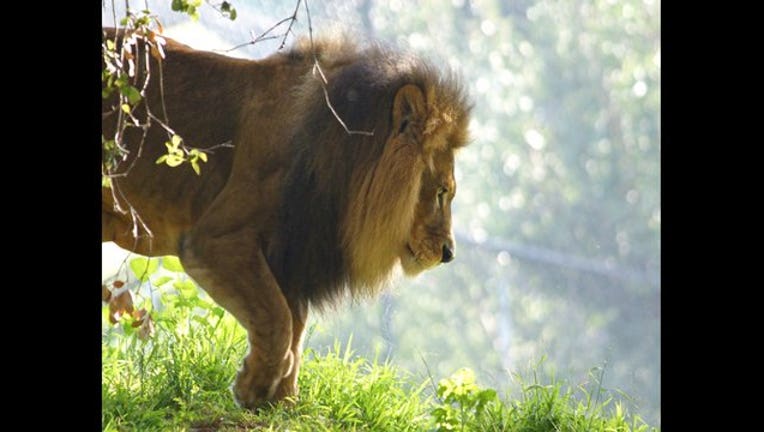 657f4451-LLION_1565147767970.jfif.jpg