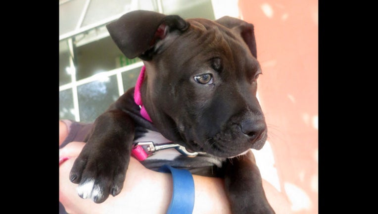 bbe67888-Louie1_1444855813735.jpg