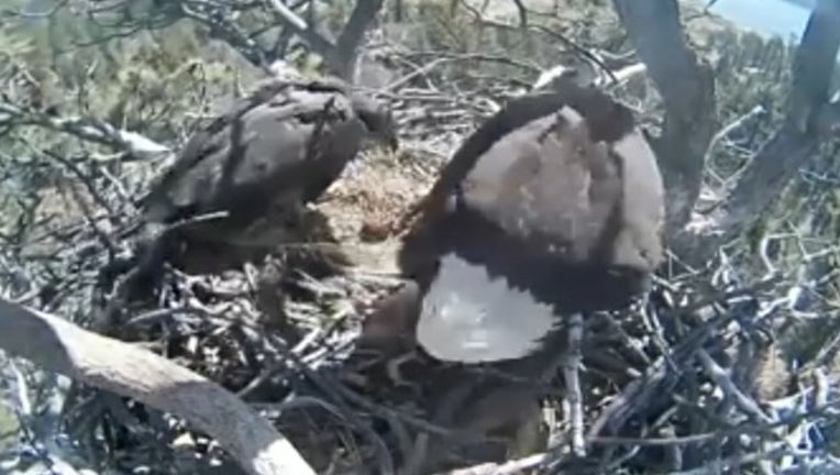 135b4e0c-M-MON BALD EAGLET RETURNS VO_00.00.01.25_1525697209946.png.jpg