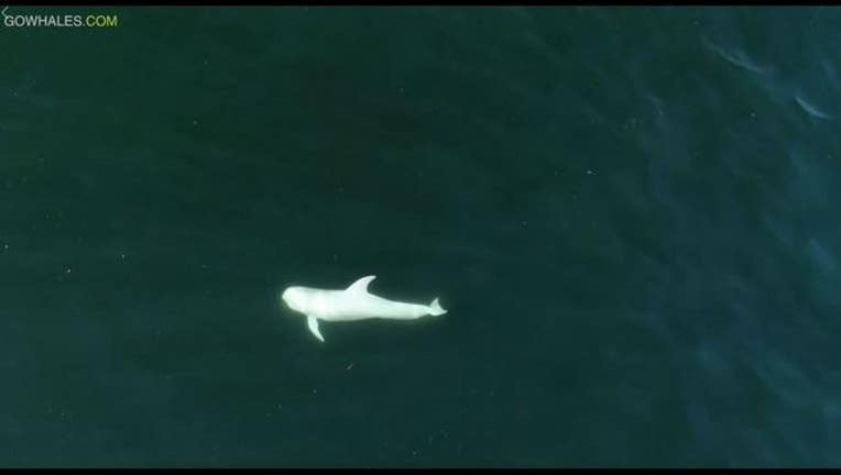 82cc6aa0-Monterey_bay_whale_watch_albino_dolphin_new_1537541169263.JPG