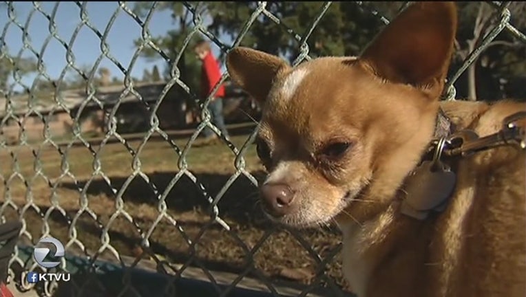 OAKLAND__Animal_cruelty_cases_to_get_the_0_20151215071332