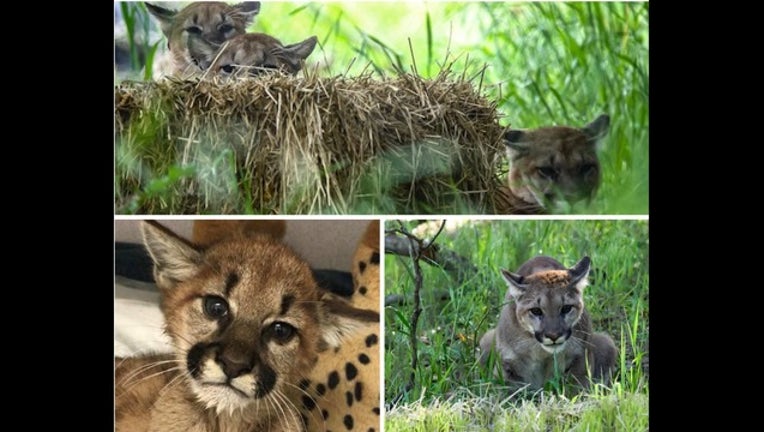Oak zoo -- mountain lion collage_1524775980118.PNG.jpg