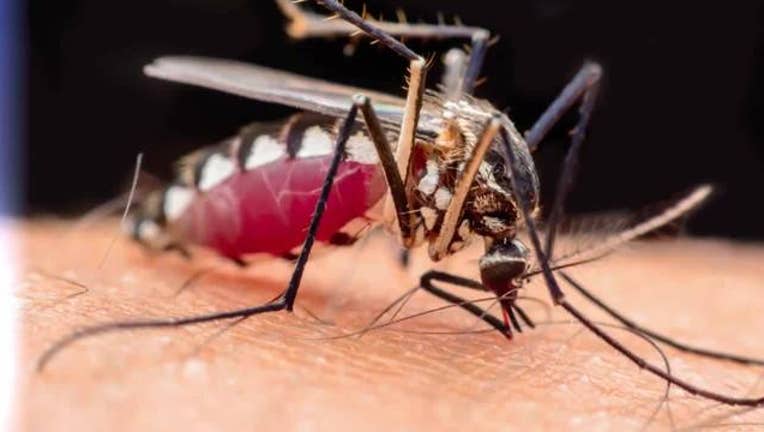 6d26d43a-One_more_reason_to_hate_mosquitoes_0_20160517175917-400801
