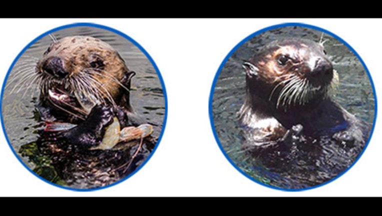 65b7ca1b-Otter (no name)_1532197843099.jpg.jpg