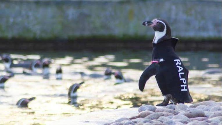 2d292f8f-Ralph_penguin_1517593964152.JPG