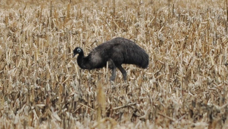 602941a9-Runaway-Emu_1447357194662.jpg