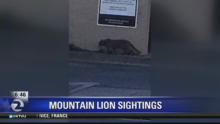 9b50f6b1-SAN_MATEO_COUNTY__Mountain_lion_sighting_0_20160718170854