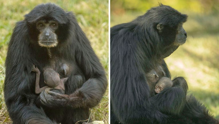 126d6275-San Diego Zoo_new baby_112118 _1542805972015.jpg-403440.jpg